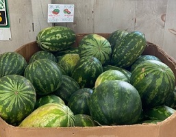 Watermelons